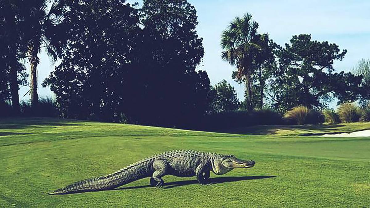 comment utiliser l'indicateur alligator