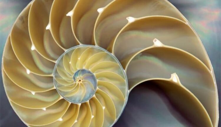 comment utiliser les niveaux de Fibonacci dans le trading